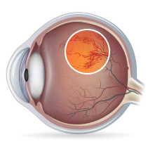 eye-2